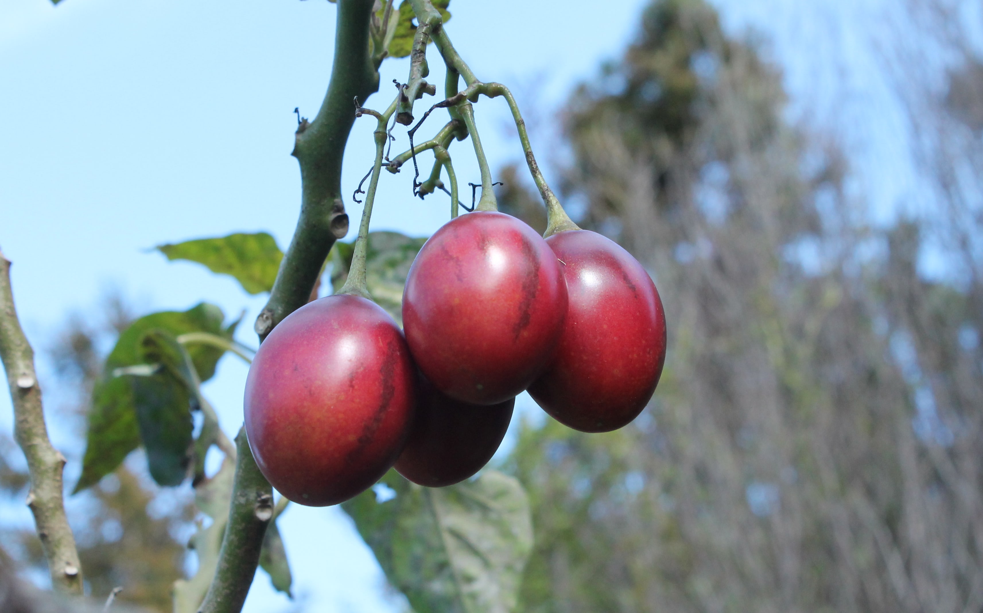 tamarillos