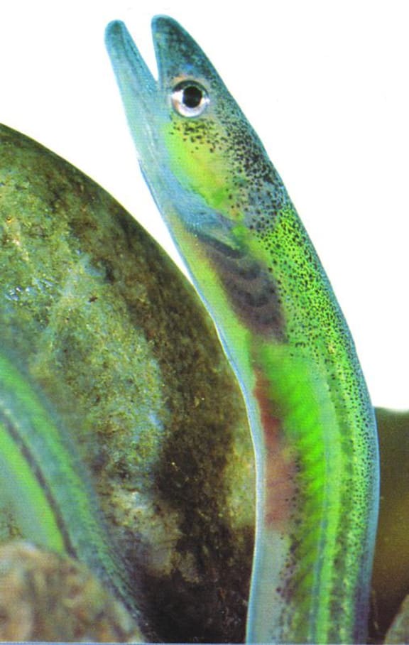 A glass eel