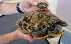 Two red-eared slider turtles