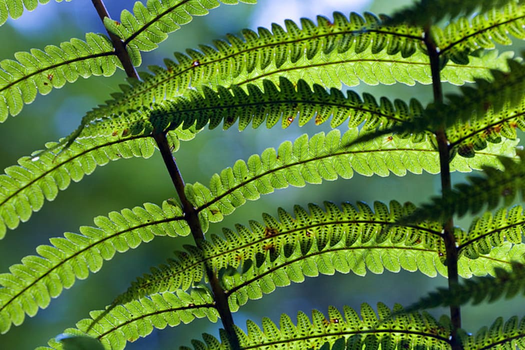 New Zealand fern