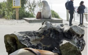 sealion in Dunedin