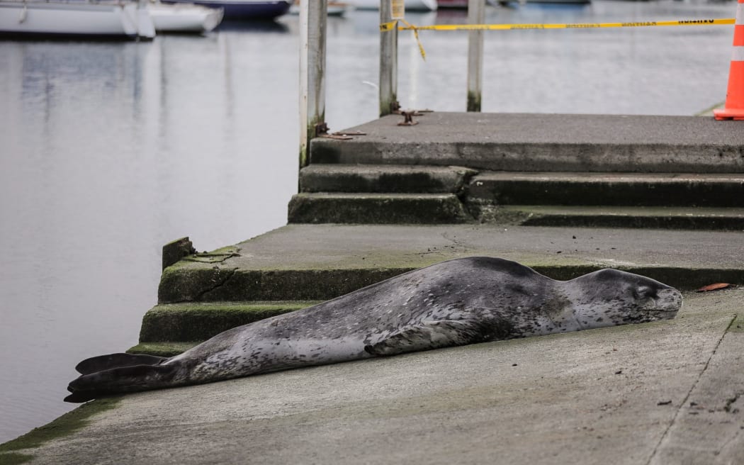 A leopard seal has been spotted at Oriental Bay, Wellington.