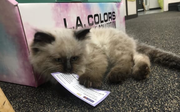 Kevin the Covid-busting cat at Port Chalmers Pharmacy's vaccination clinic.