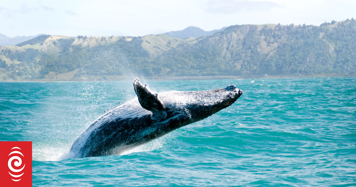 Whale song mystery solved by scientists - Vimarsana News