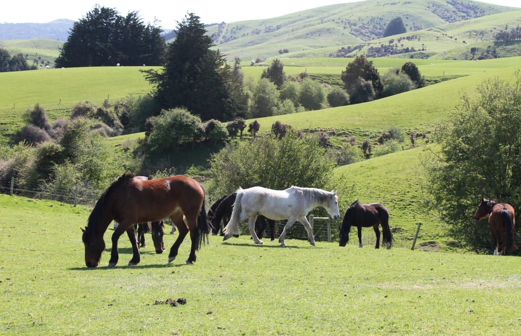 Horses grazing in South Otago