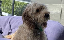 Rory, a much-loved family dog, died after he was attacked in Palmerston North on Saturday.