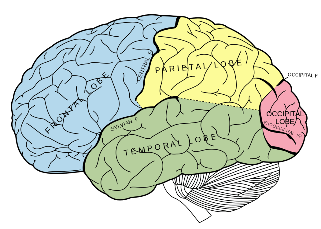 brain-memory