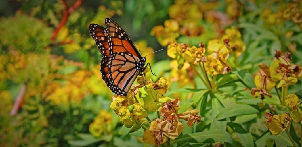 Monarch butterfly in Robin Simenauer's garden