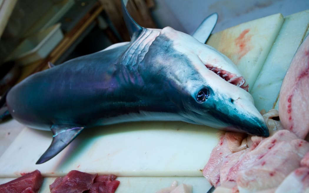 13395725 - a young blue shark killed off the straight of gibraltar and now on display in a fish market in southern spain