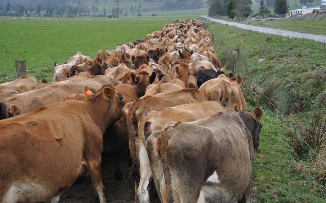 Jersey cows heading down the race for milking on the West Coast, New Zealand