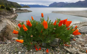 Californian poppies at Lake Hawea dam