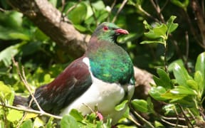 Kereru