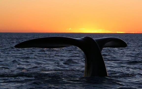 Southern right whale
