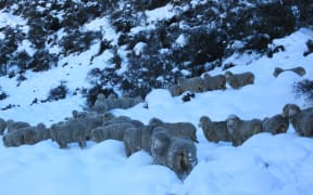 Sheep in the snow at the high-country Erewhon Station