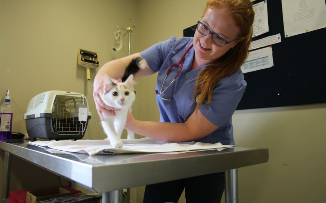 An SPCA vet holding a kitten, gently.
