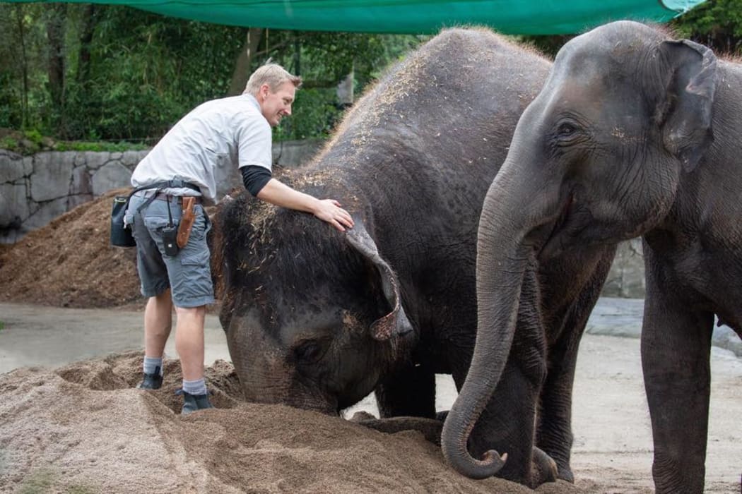 Asian elephants Burma and Anjalee will be moved from Auckland Zoo.