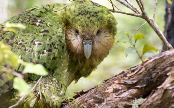 Kākāpō are currently found on three islands. Whenua Hou / Codfish Island, near Stewart island. Pukenui / Anchor Island in Fiordland. And Hauturu / Little Barrier Island in the Hauraki Gulf.