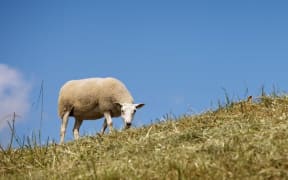sheep generic