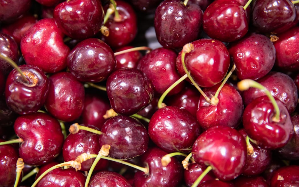 Hawke's Bay cherries being sold in Auckland.