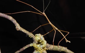 The first male unarmed stick insect ever recorded.