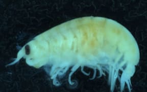 Amphipod