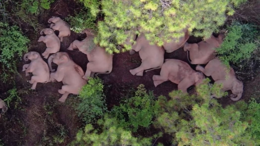 A drone image shows 14 Asian elephants sleeping together in a patch of forest on the outskirts of southwest China's Kunming, Yunnan Province.