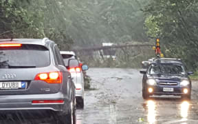 A tree lies across Longmile Rd in Rotorua. It fell at 10.45am 100m in front of a RNZ reporter.