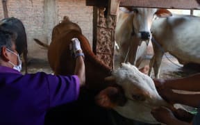 This picture taken on June 29, 2022 shows a veterinarian administering a vaccine for foot-mouth-disease to a cow in Bandar Lampung, Lampung province. - A foot-and-mouth disease outbreak has ripped through two Indonesian provinces since April, killing thousands of cows and infecting hundreds of thousands more, raising consumer fears ahead of Eid al-Adha. (Photo by PERDIANSYAH / AFP) / TO GO WITH AFP STORY INDONESIA-AGRICULTURE-ANIMALS-FARM,FOCUS BY AGNES ANYA AND MARCHIO GORBIANO