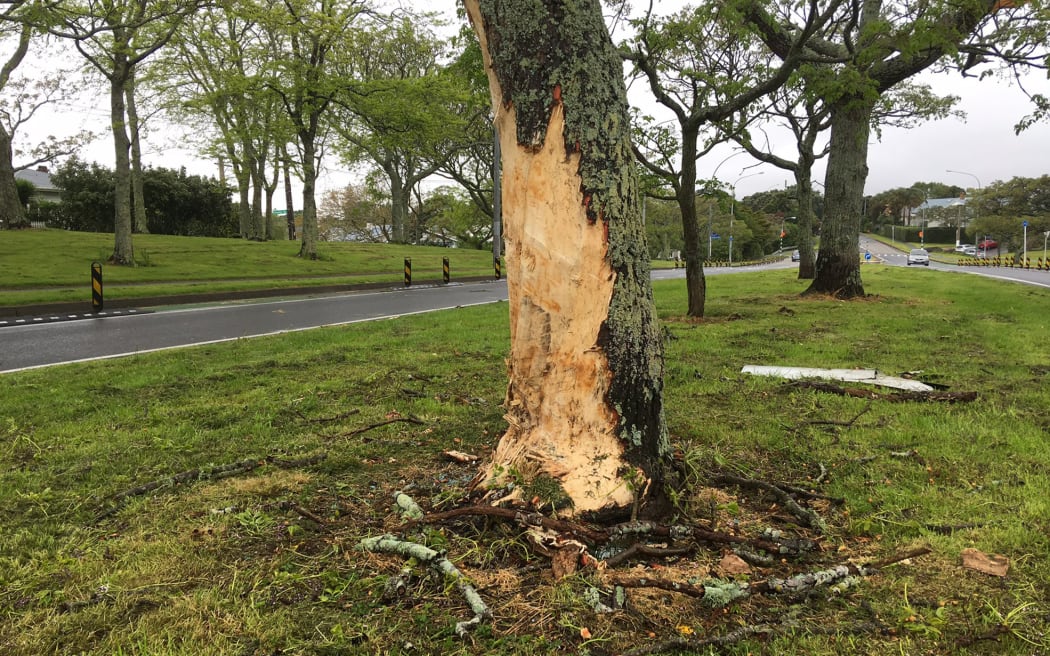 The car crashed into this tree on St Lukes Road after trying to overtake another vehicle