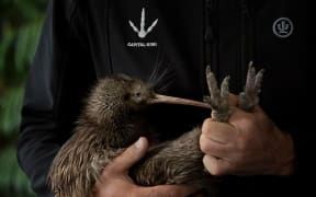 Capital Kiwi’s Pete Kirkman with Tangaroa (a young tāne)