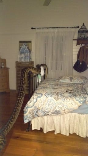 Monty the python displays his impressive length at Trina Hibberd's Mission Beach house, south of Cairns.