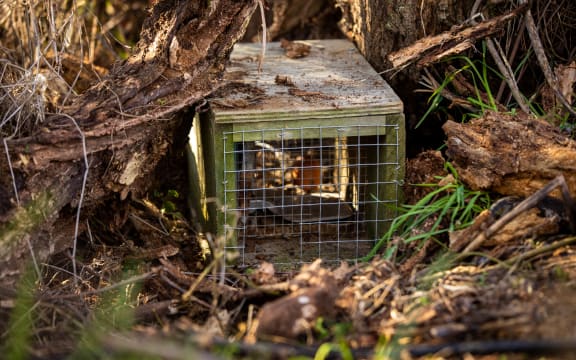 Canterbury pest control trap