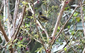 Bellbird in Mangakotukutuku gully