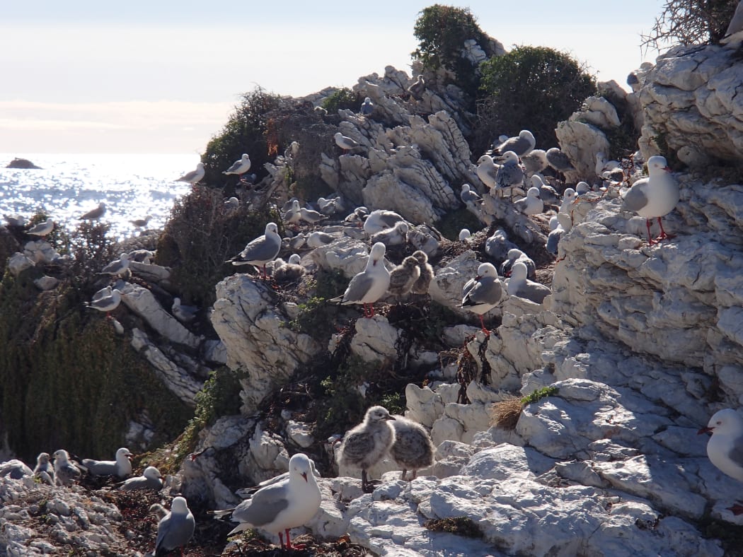 Kaikoura wildlife: the science
Alison Ballance