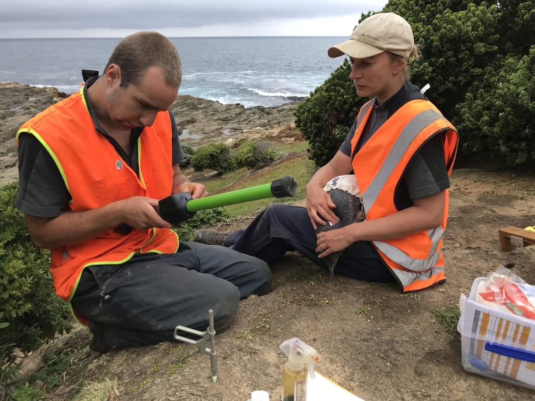 Yellow-eyed Penguin Trust ranger Ben Goldsworthy reads the transponder number from a hoiho held by YEPT Conservation Scientist Trudi Webster.