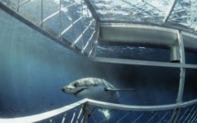 a shark swimming past a cage