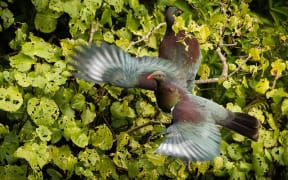 The NZ Garden Survey reports that sightings of kererū in people's gardens have increased 100 per cent in the past 10 years.