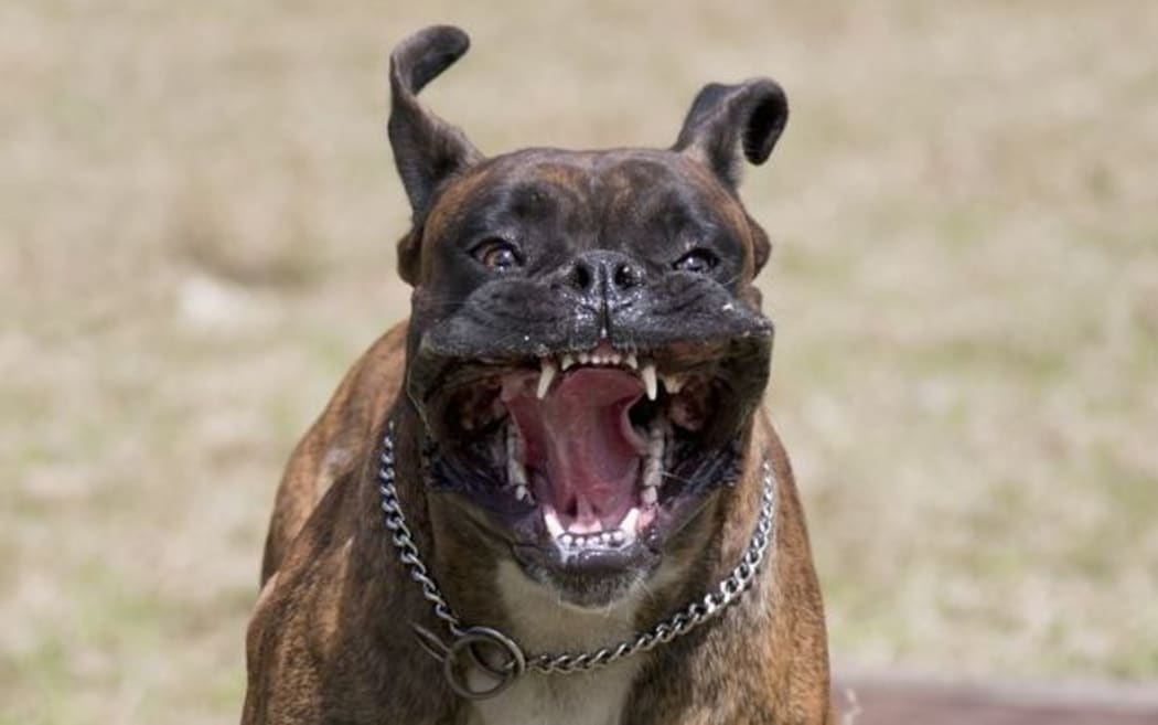 Dangerous dog, generic