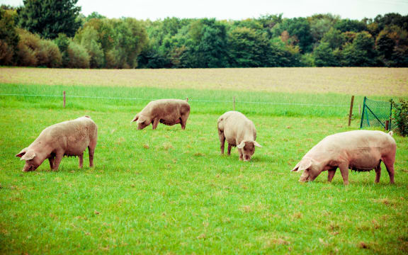 Pig farm.  pigs in field. Healthy pig on meadow