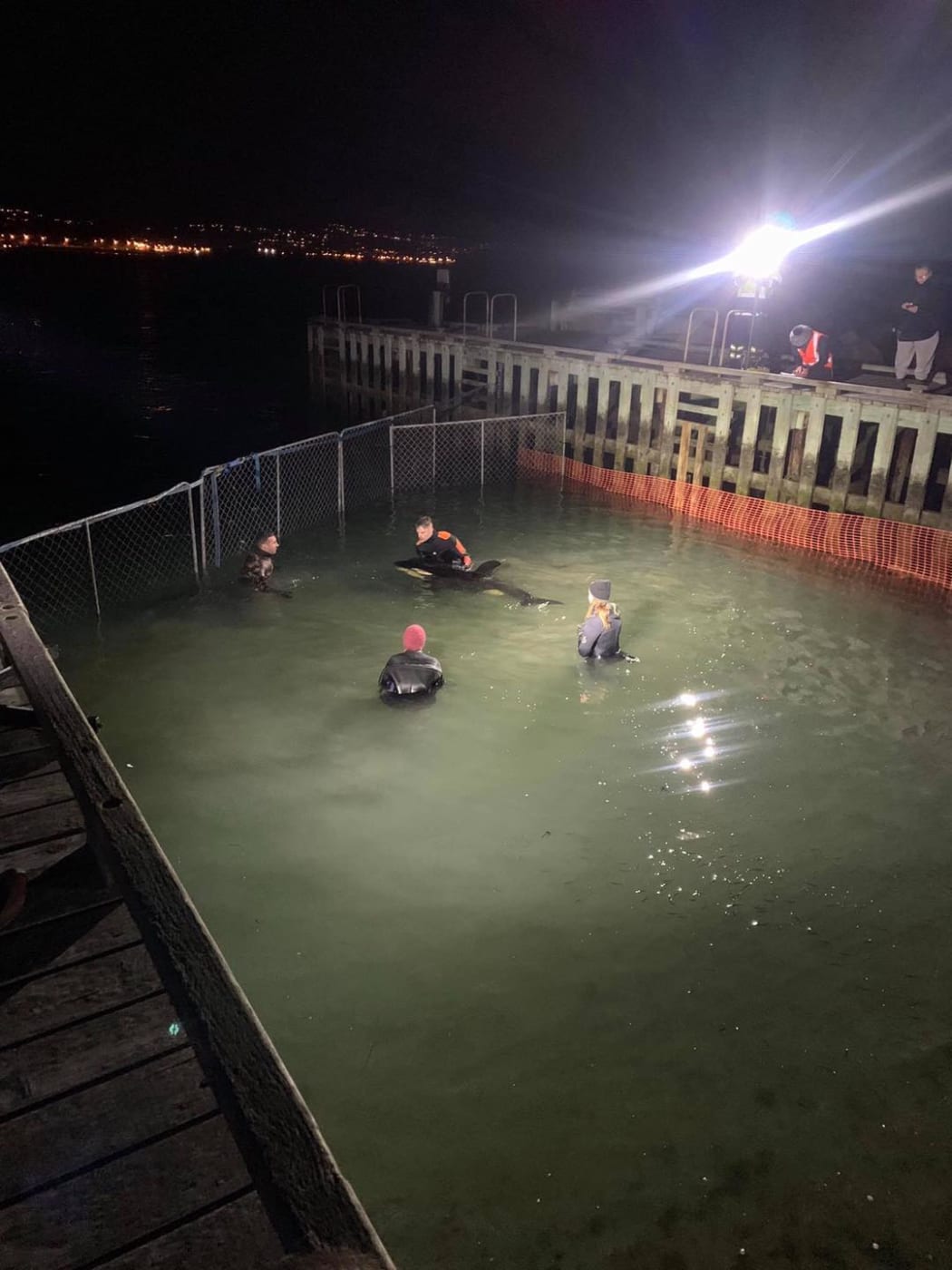 The orca is currently in a temporary pen, using the boat ramp and fencing, and is being cared for around-the-clock by volunteers