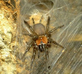 The commonly seen black tunnelweb spider, Porrhothele antipodiana, is related to trapdoor spiders, and belongs to the same suborder Mygalomorphae.