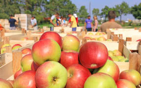 Cart full of apples. Fruit pickers in orchard during harvest.