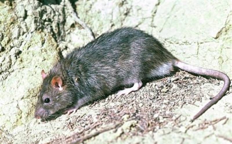 Lone Motutapu Island rat declared dead after long hunt | RNZ