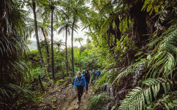 A group of people walking through native bush