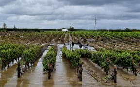 Water in a vineyard next to a golf course on Links Road, Napier