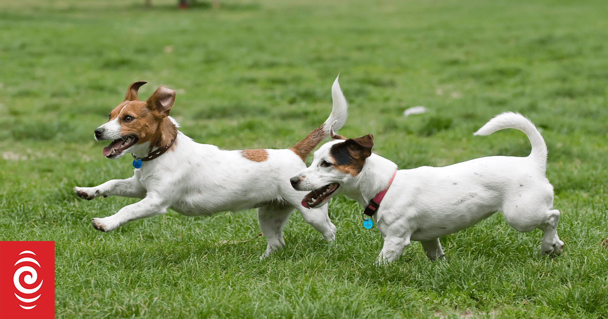 Dog names in Taranaki have been barking