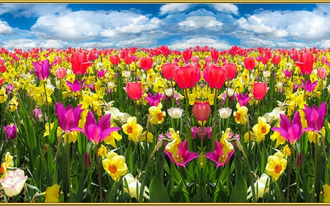 spring flowers