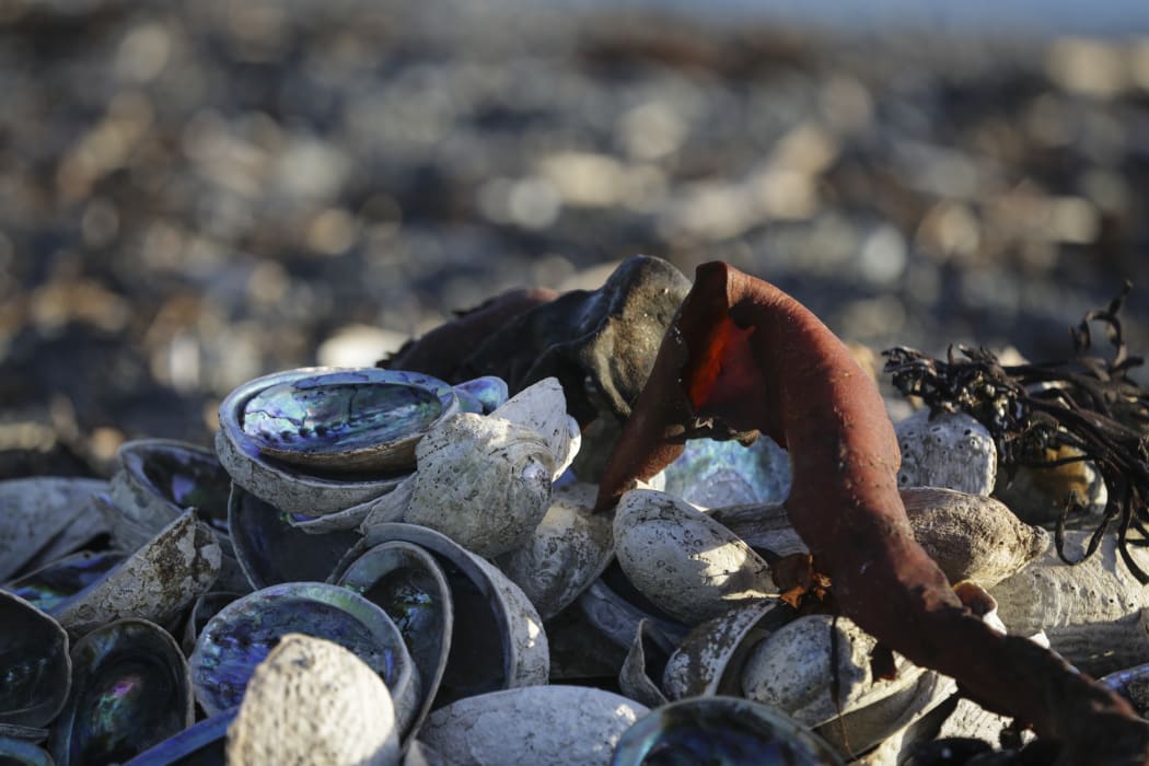 A pile of paua on the beach.