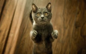 A grey cat with golden eyes stands on their back paws and looks up at the camera.