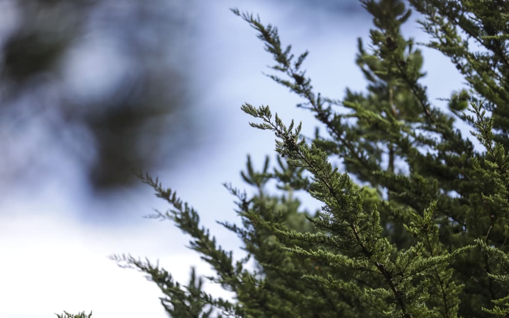 Pine tree.